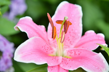 A close up of the flower lily. Macro photo.