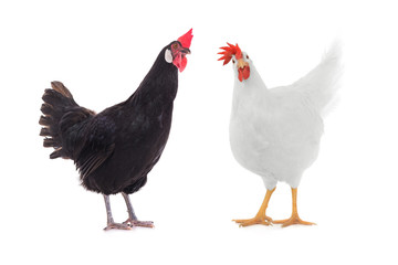 hen