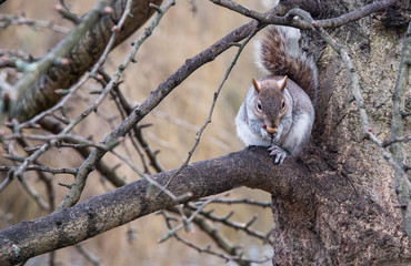 Small beautiful cute squirrel sitting on tree branch.