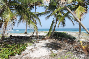 Wild beach in Mexico