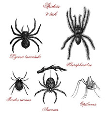 Vintage illustration, table with different kind of spiders: tarantua,tick,