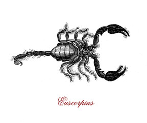 Vintage engraving of European scorpion