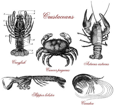 Vintage crustacean illustrated table with crayfish, lobster,crab and shrimps
