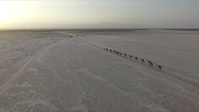 Caravans with salt in the desert Danakil