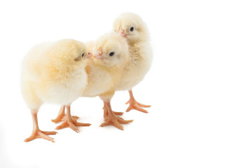 small fluffy yellow Easter Chickens on a white background