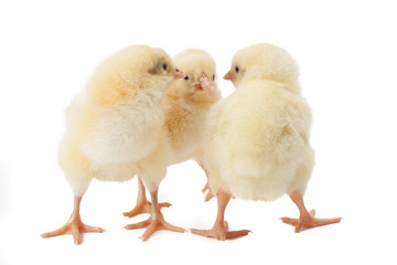 small fluffy yellow Easter Chickens on a white background