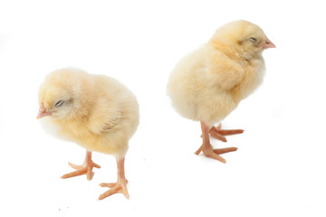 small fluffy yellow Easter Chickens on a white background