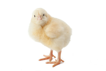 small fluffy yellow Easter chicken on a white background