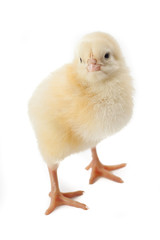 small fluffy yellow Easter chicken on a white background
