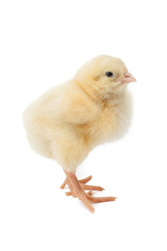 small fluffy yellow Easter chicken on a white background