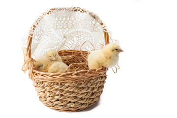 yellow, tiny fluffy chickens in the Easter basket on a white background