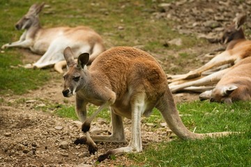 Naklejka na ściany i meble Standing kangaroo in grassland. More lying down kangaroos in background