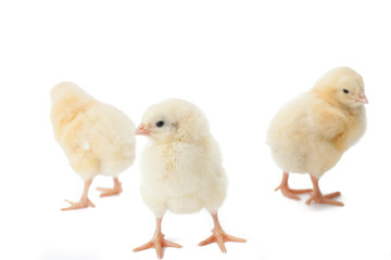 small fluffy yellow Easter Chickens on a white background
