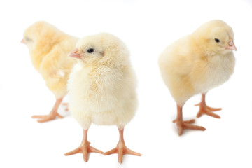 small fluffy yellow Easter Chickens on a white background