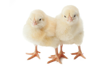 Obraz premium small fluffy yellow Easter Chickens on a white background