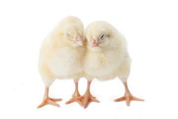 Obraz premium small fluffy yellow Easter Chickens on a white background