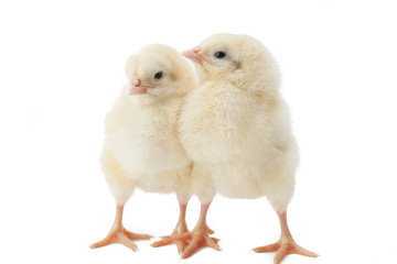 small fluffy yellow Easter Chickens on a white background