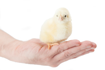 tiny, downy, yellow chick on hand
