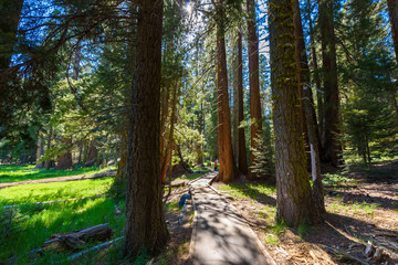 People walking on the Big Trees Trail in Sequoia National Park where are the biggest trees of the world, California. USA.
