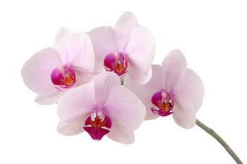 Naklejka na ściany i meble pretty orchid isolated close up