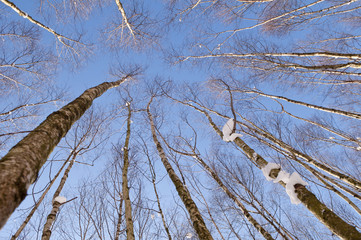 Arbres sur fond de ciel bleu