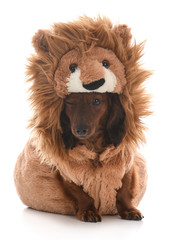 dog wearing lion costume