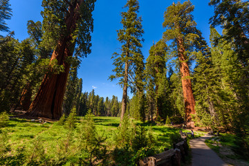 People walking on the Big Trees Trail in Sequoia National Park where are the biggest trees of the world, California. USA.