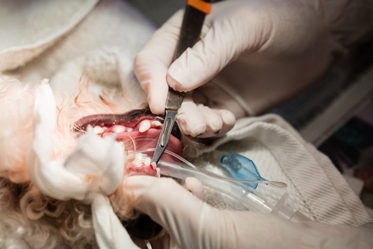 Vet performing an operation on a dog