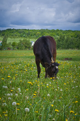 Young Cow on a Leash Grazing in the Meadow.