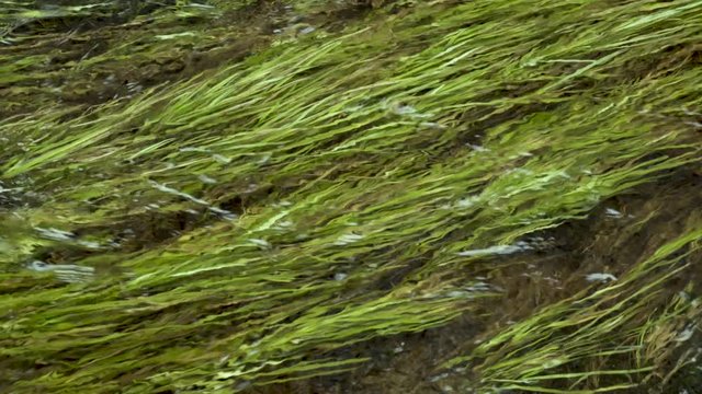 Seaweed/plants in stream