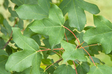 Acer monspessulanum Blatt