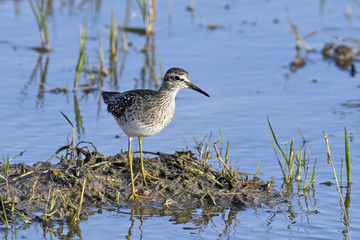     Bruchwasserläufer (Tringa glareola) - Wood sandpiper 