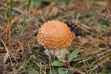 Мухомор, гриб, ядовитый гриб