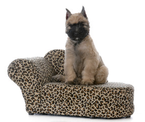 bouvier puppy sitting