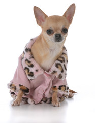 female short haired chiuhuahua