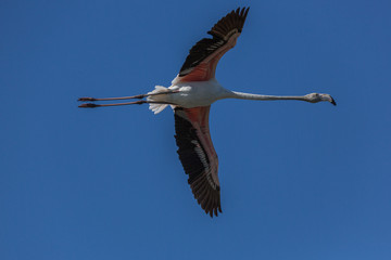 ENVOL DE FLAMANTS ROSES