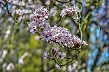 Branch of a flowering cherry tree in a park in springtime