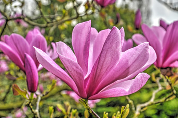 Several purple flowers of a magnolia tree against a green background in springtime
