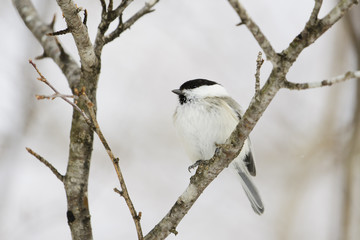 コガラ(Willow tit)
