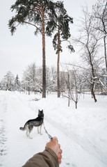 man is walking a dog of the Husky breed on a leash in the winter in a park. Near a coniferous tree.