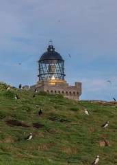 The Isle of May lighthouse surrounded by seabirds