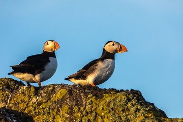Atlantic puffins (Fratercula arctica) on a cliff