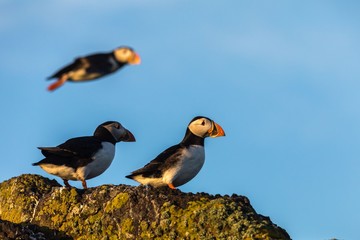 Atlantic puffins (Fratercula arctica) with flying puffin in background