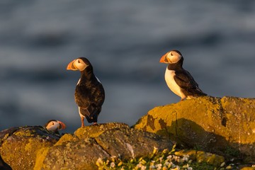 Two Atlantic puffins (Fratercula arctica) at dawn