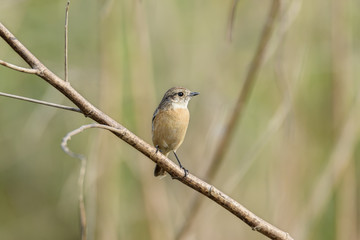 Obraz premium Cute little female Siberian stonechat or Asian stonechat perching on tree branch , Thailand
