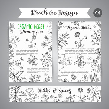 Herbs and Wild Flowers. Hand drawn herbal design with spices, medicinal, cosmetic plants. Illustration for beauty store advertising, brochures, flyers, cosmetology