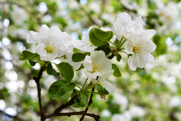 white flowers on the tree branch