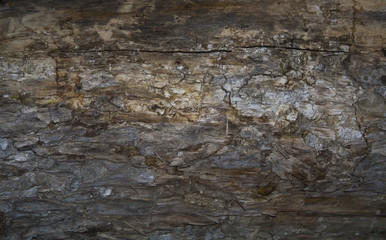 Naklejka premium tree bark as a background in nature