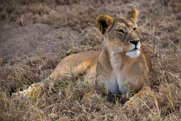 Löwe (Panthera leo)