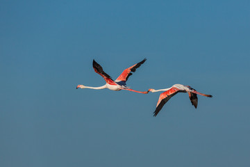 vol de flamants roses